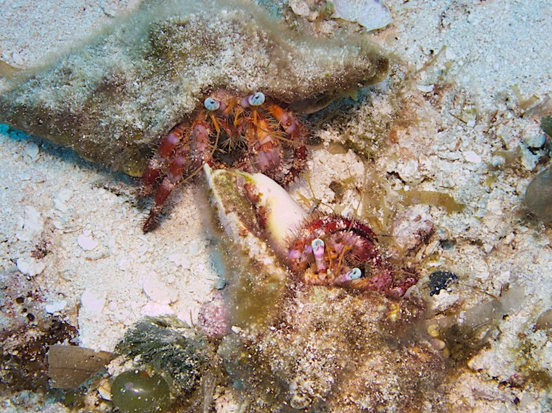 White Speckled Hermit Crab IMG_9590.jpg